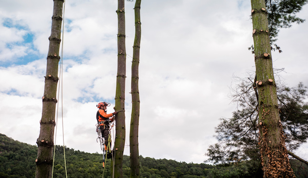 Key Differences Between Tree Loppers and Professional Arborists